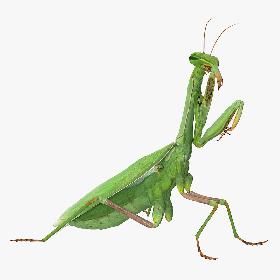 European Mantis Rigged 3D model